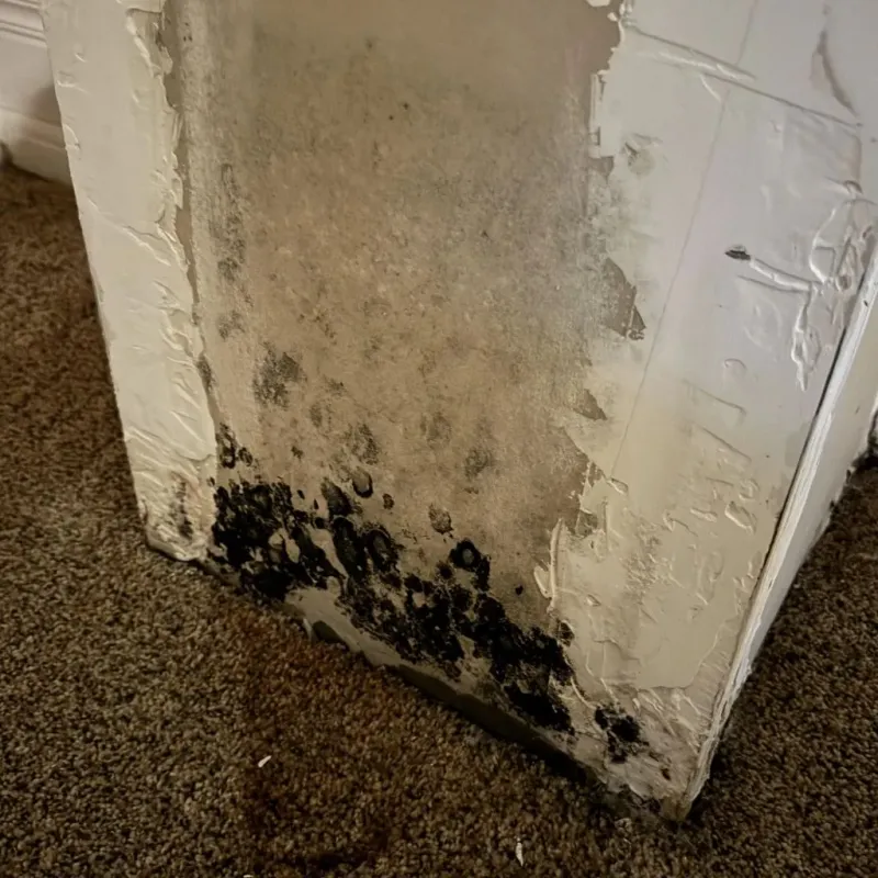 Professional Mold Removal in Fort Hood, TX